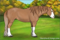 Horse Color:Chestnut Splash