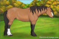 Horse Color:Buckskin 