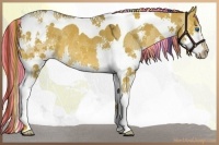 Horse Color:Painted Liver Red Dun Sabino Splash Tobiano Rabicano 
