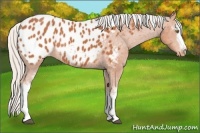 Horse Color:White Spotted Silver Bay Sabino Appaloosa Rabicano 