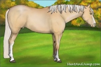 Horse Color:White Spotted Silver Brown Pearl Rabicano 