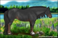 Horse Color:Liver Chestnut Sabino Rabicano 