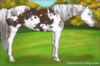 Horse Color:White Spotted Liver Chestnut Splash 