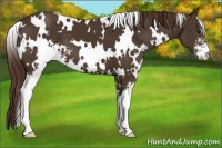 Horse Color:White Spotted Liver Chestnut Sabino 