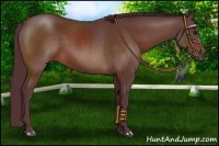 Horse Color:Chocolate Bay 