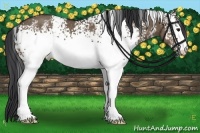 Horse Color:White Spotted Brown Dun Rabicano