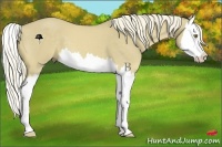 Horse Color:Palomino Dun Splash