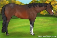 Horse Color:Brown Varnish 