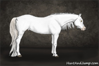 Horse Color:Palomino Appaloosa and Chocolate Palomino Pearl Dun Appaloosa Brindle