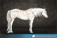 Horse Color:Palomino Appaloosa  and Chocolate Palomino Pearl Dun Appaloosa Brindle 