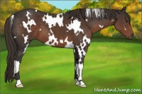 Horse Color:White Spotted Liver Chestnut 