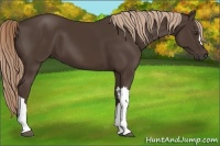 Horse Color:Liver Chestnut 