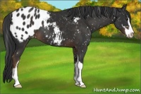 Horse Color:Liver Chestnut Sabino Appaloosa 