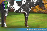 Horse Color:White Spotted Liver Chestnut 