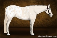 Horse Color:Perlino Appaloosa