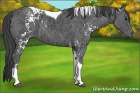 Horse Color:White Spotted Smoky Black Ice Tobiano 