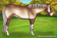 Horse Color:Silver Bay Onyx Rabicano