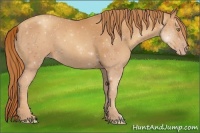 Horse Color:Gold Champagne 