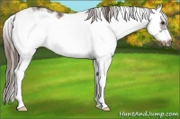 Horse Color:Liver Chestnut Sabino Frame 