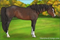 Horse Color:Liver Chestnut Sabino 