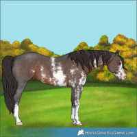 Horse Color:Liver Chestnut Sabino