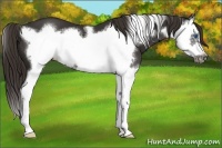 Horse Color:Liver Chestnut Sabino Splash Frame 