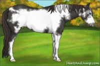 Horse Color:Liver Chestnut Sabino Frame 