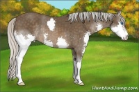 Horse Color:Silver Brown Splash