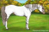 Horse Color:White Spotted Liver Chestnut Appaloosa 