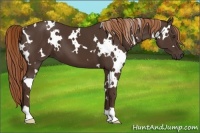 Horse Color:White Spotted Liver Chestnut 
