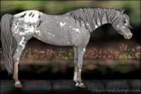 Horse Color:White Spotted Liver Chestnut Sabino Appaloosa
