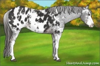 Horse Color:Liver Chestnut Sabino Near Leopard 