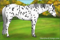 Horse Color:White Spotted Liver Chestnut Appaloosa 
