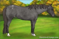 Horse Color:Liver Chestnut Appaloosa 