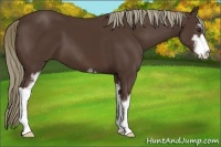 Horse Color:Liver Chestnut Sabino