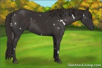 Horse Color:White Spotted Liver Chestnut 