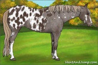 Horse Color:White Spotted Liver Chestnut Appaloosa