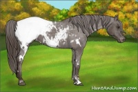 Horse Color:White Spotted Liver Chestnut Sabino Snowcap 