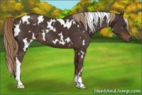 Horse Color:White Spotted Liver Chestnut 