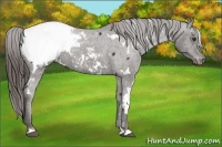 Horse Color:White Spotted Liver Chestnut Snowcap