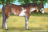 Horse Color:Bay Sabino 