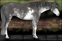 Horse Color:Black Sabino