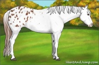 Horse Color:Chestnut Appaloosa