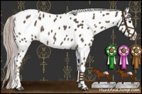 Horse Color:Chocolate Palomino Near Leopard 