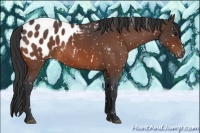 Horse Color:Bay Roan Blanket 