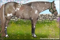 Horse Color:White Spotted Liver Chestnut Ice 