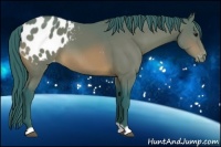 Horse Color:Watercolor Bay Appaloosa 