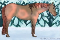 Horse Color:Liver Red Dun 