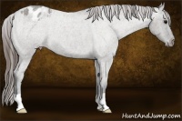 Horse Color:Grullo Roan Varnish 