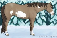 Horse Color:Classic Champagne Frame 